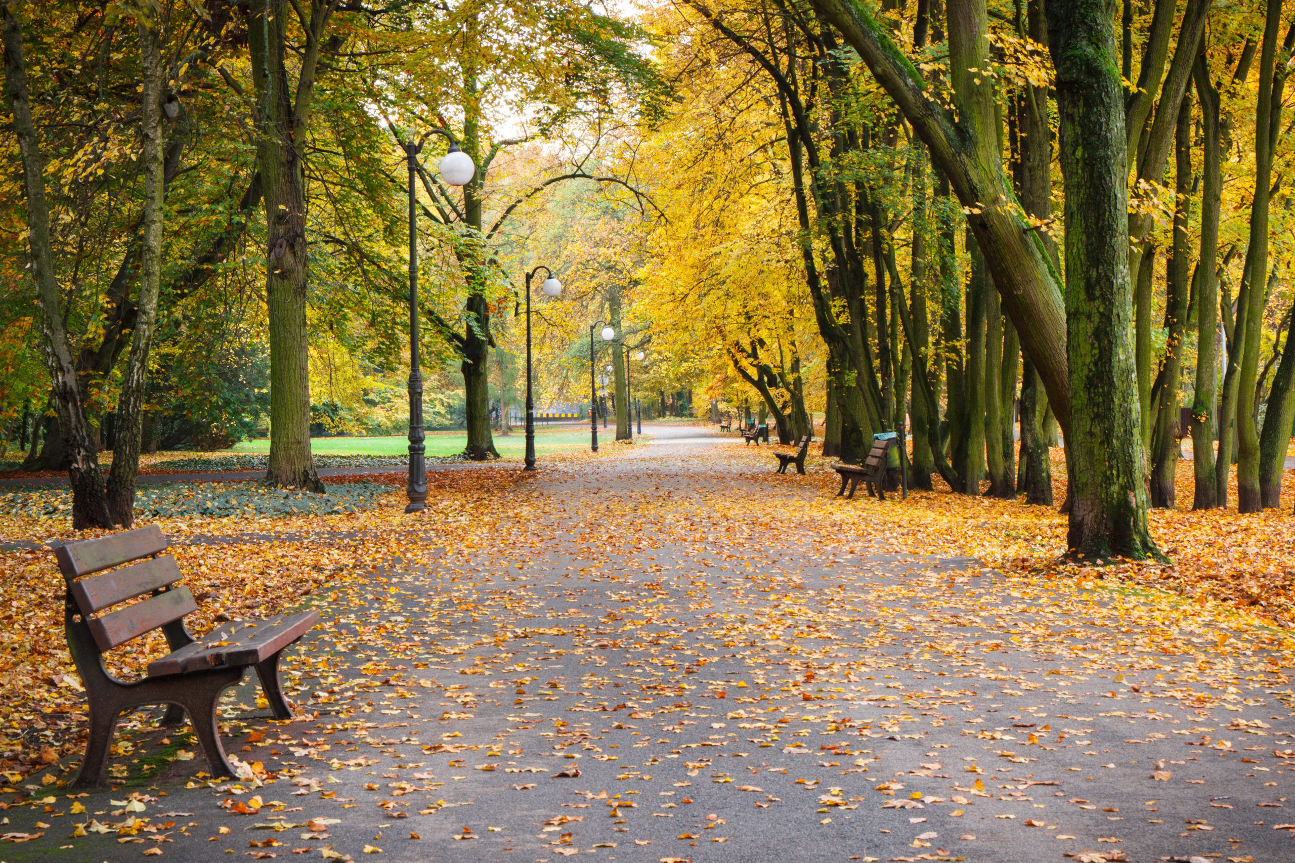 footpath-with-bench-for-relaxation-in-autumnal-par-2021-08-26-18-16-10-utc